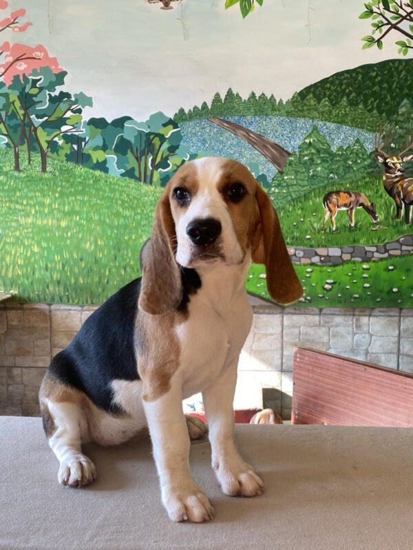 Freya Beagle Freya Beagle