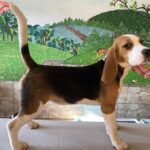 Freya-female-beagle-puppy-for-sale-1 (3)
