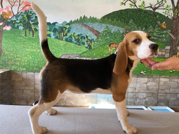 Freya Beagle Freya Beagle