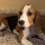 Freya-female-beagle-puppy-for-sale-1 (4)