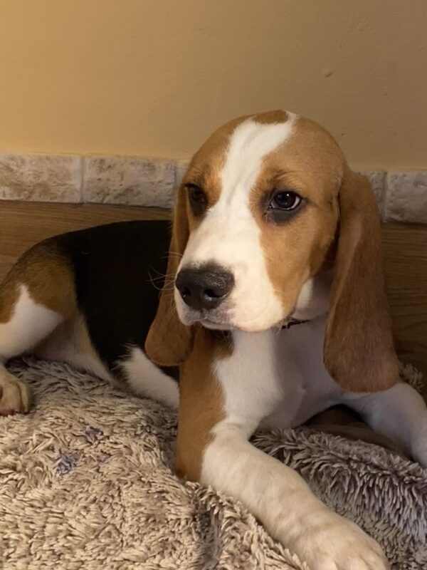 Freya Beagle Freya Beagle