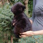 Frida-female-Pomapoo-puppy-for-sale-1 (1)