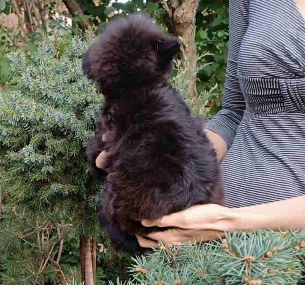 Frida Pomapoo Frida Pomapoo