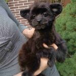 Frida-female-Pomapoo-puppy-for-sale-1 (2)