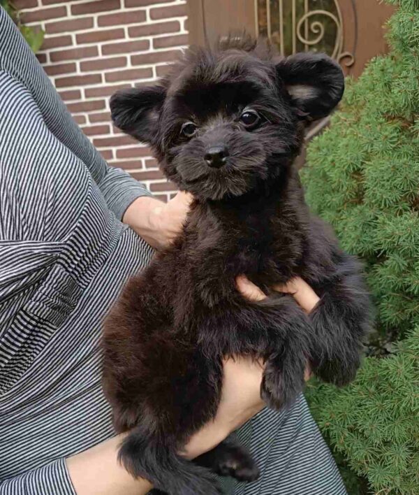 Frida Pomapoo Frida Pomapoo