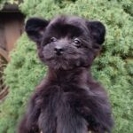 Frida-female-Pomapoo-puppy-for-sale-1 (3)