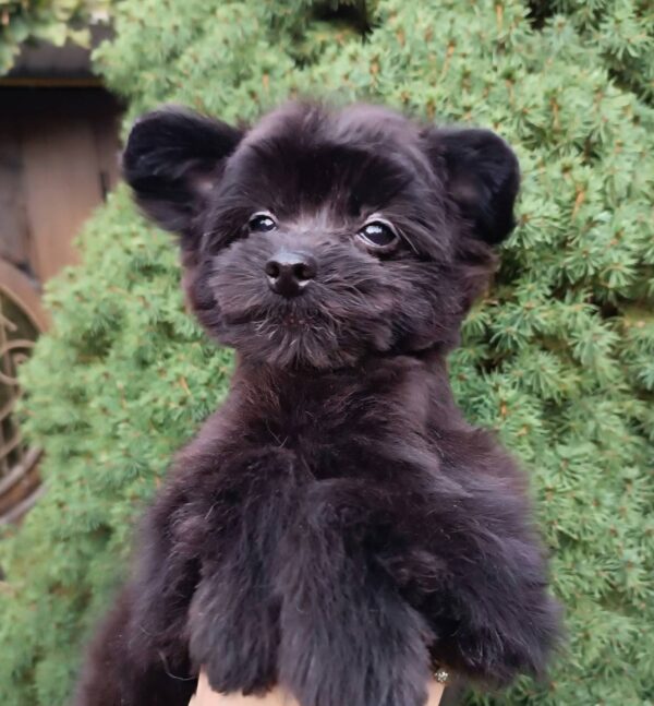 Frida Pomapoo Frida Pomapoo