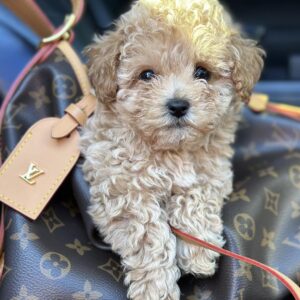 Funtik Maltipoo
