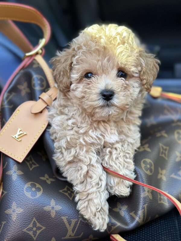 Funtik Maltipoo Funtik Maltipoo