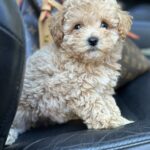 Funtik-male-maltipoo-puppy-for-sale-1 (2)