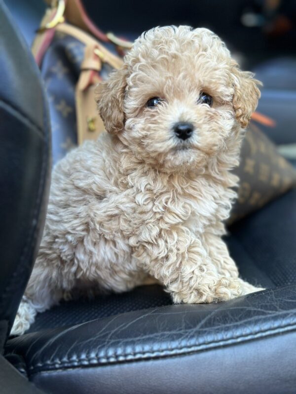 Funtik Maltipoo Funtik Maltipoo