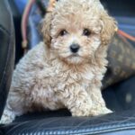 Funtik-male-maltipoo-puppy-for-sale-1 (3)