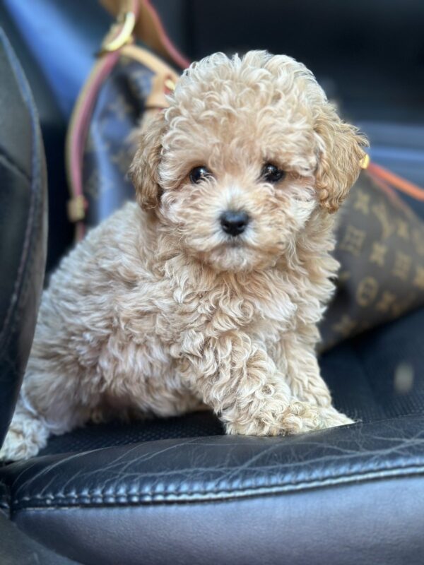 Funtik Maltipoo Funtik Maltipoo