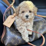 Funtik-male-maltipoo-puppy-for-sale-1 (4)