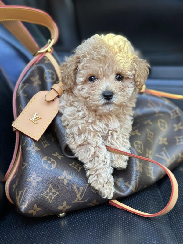 Funtik Maltipoo Funtik Maltipoo