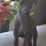Gabby-female-Italian-Greyhound-puppy-for-sale-1 (1)