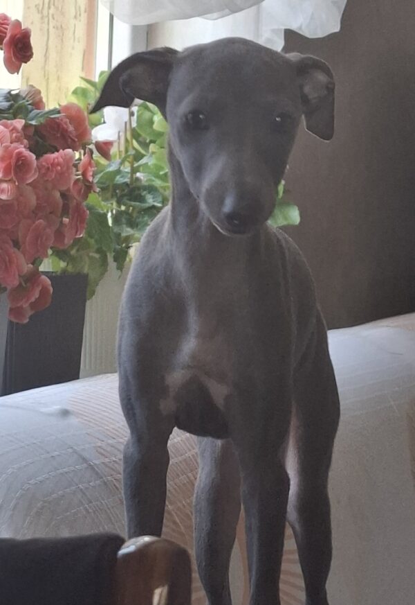 Gabby Italian Greyhound Gabby Italian Greyhound