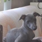 Gabby-female-Italian-Greyhound-puppy-for-sale-1 (2)