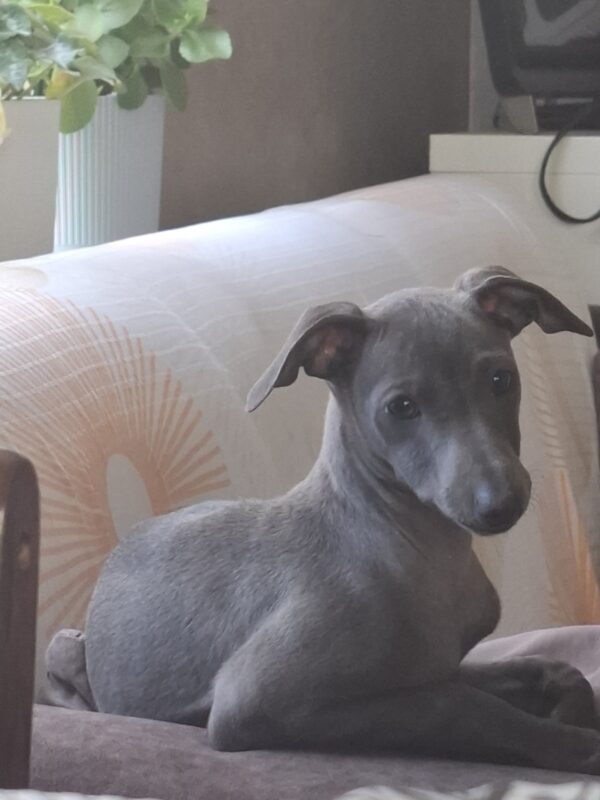 Gabby Italian Greyhound Gabby Italian Greyhound