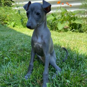 Gabby Italian Greyhound