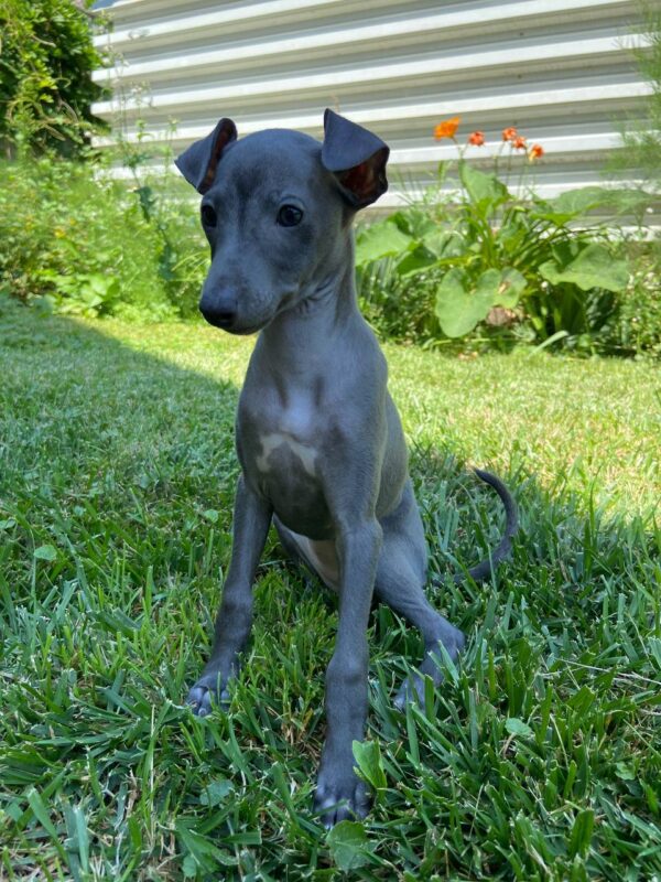 Gabby Italian Greyhound Gabby Italian Greyhound