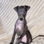 Gabby-female-Italian-Greyhound-puppy-for-sale-1 (4)
