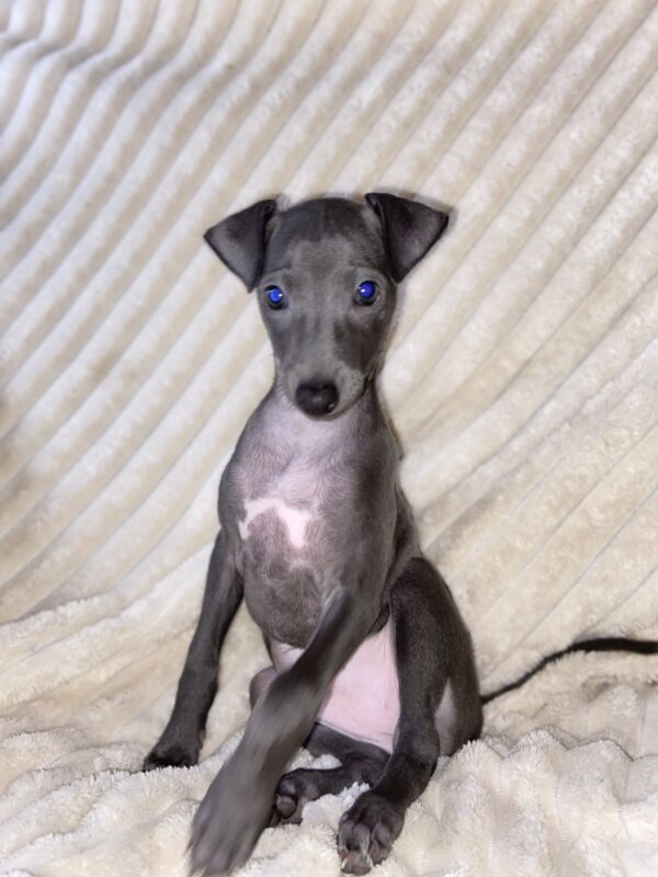 Gabby Italian Greyhound Gabby Italian Greyhound