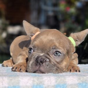 Gabby French Bulldog
