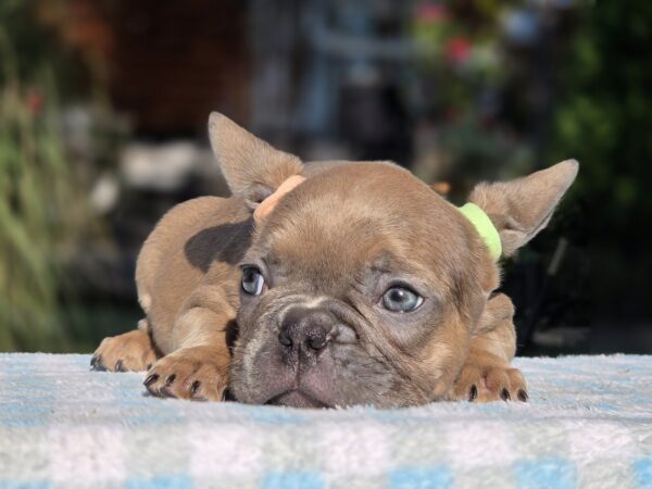 Gabby French Bulldog Gabby French Bulldog