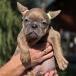 Gabby-female-french-bulldog-puppy-for-sale-1 (2)