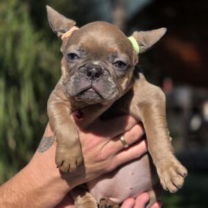 Gabby French Bulldog