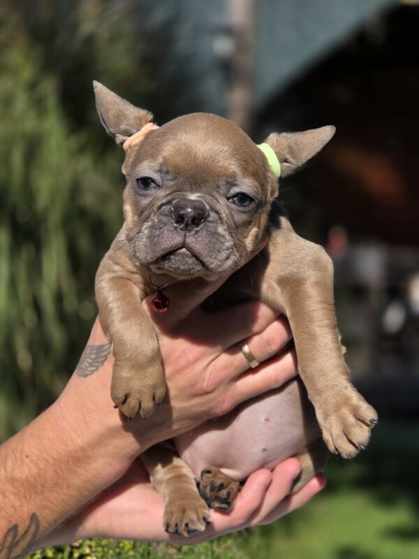 Gabby French Bulldog Gabby French Bulldog
