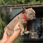 Gabby-female-french-bulldog-puppy-for-sale-1 (3)