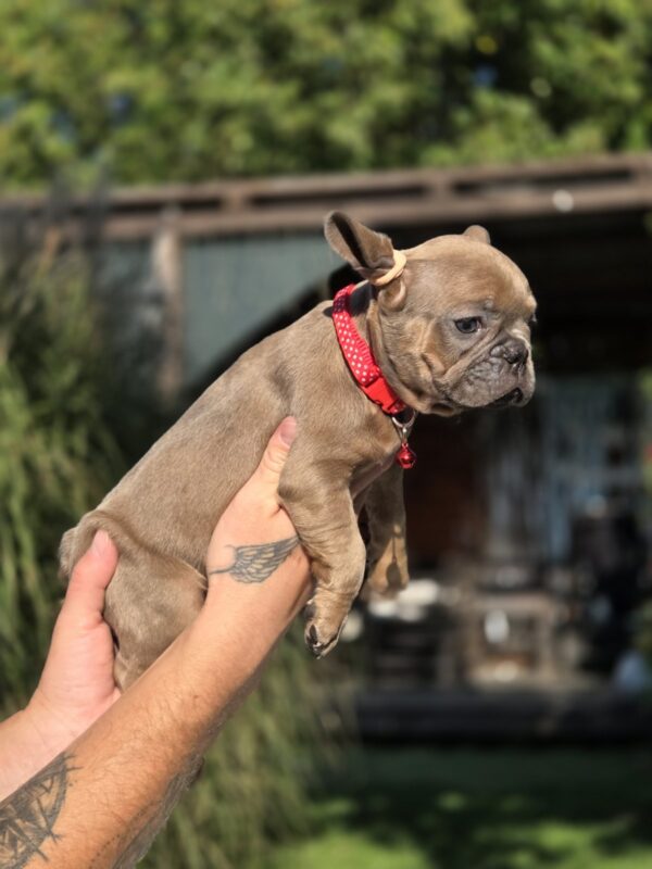 Gabby French Bulldog Gabby French Bulldog