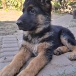 Grayson German Shepherd