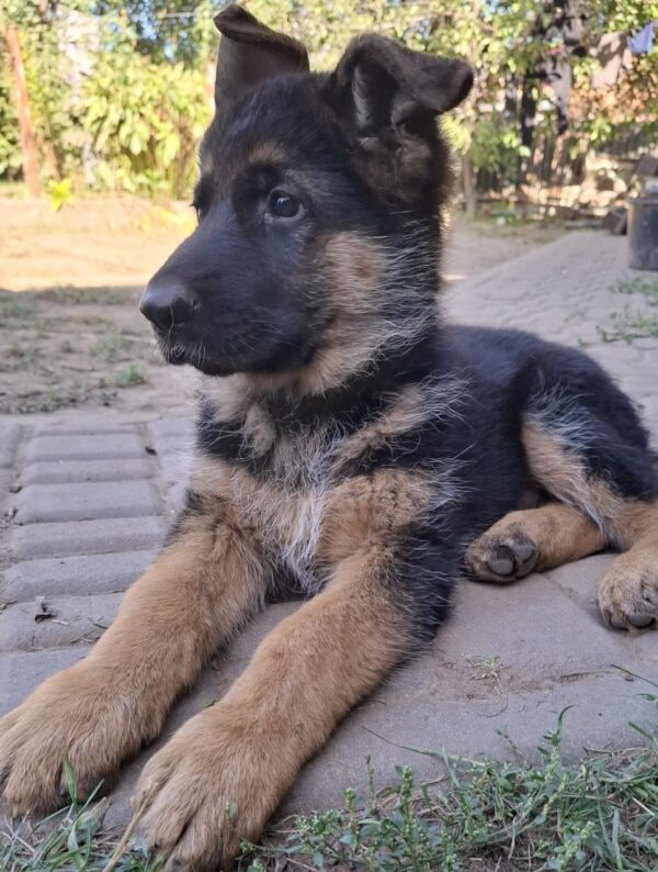 Gallant German Shepherd Gallant German Shepherd
