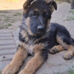 Gallant-male-German-Shepherd-puppy-for-sale-2