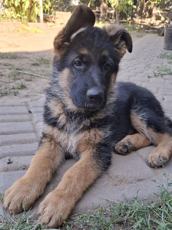 Gallant German Shepherd Gallant German Shepherd