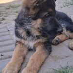 Gallant-male-German-Shepherd-puppy-for-sale-3