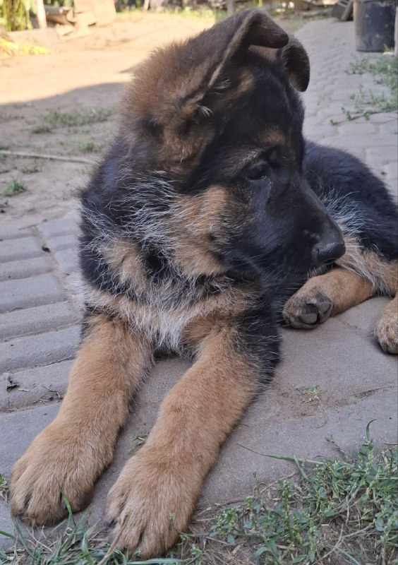 Gallant German Shepherd Gallant German Shepherd