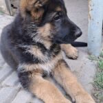 Gallant-male-German-Shepherd-puppy-for-sale-4