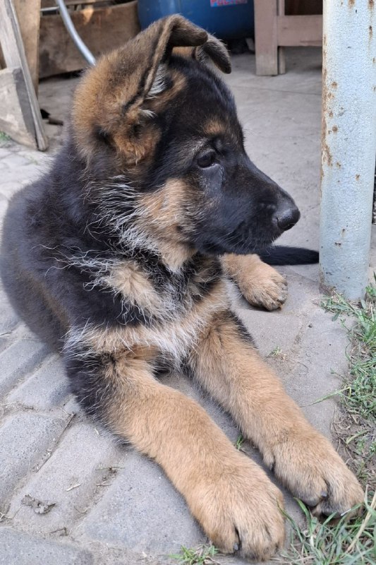 Gallant German Shepherd Gallant German Shepherd