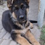 Gallant-male-German-Shepherd-puppy-for-sale-5