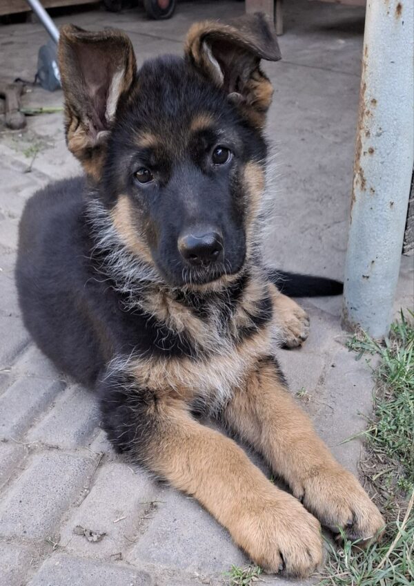 Gallant German Shepherd Gallant German Shepherd
