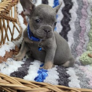 Garfield French Bulldog