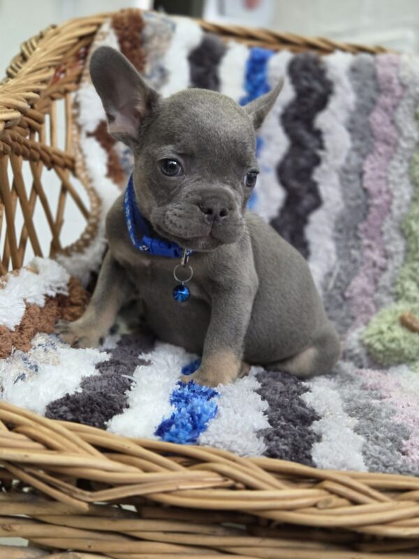 Garfield French Bulldog Garfield French Bulldog