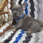 Garfield-male-french-bulldog-puppy-for-sale-1 (2)