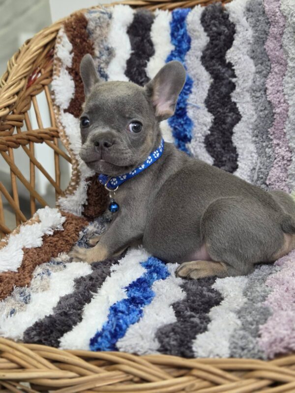 Garfield French Bulldog Garfield French Bulldog