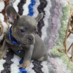 Garfield-male-french-bulldog-puppy-for-sale-1 (3)