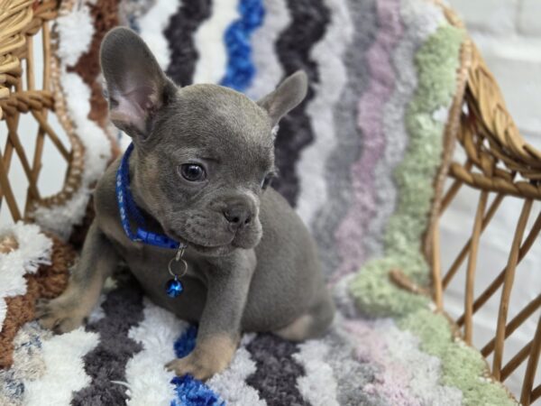 Garfield French Bulldog Garfield French Bulldog